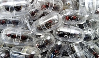 The man was found with a large consignment of live ants in his luggage bound for China in March