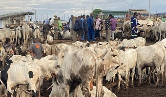 File photo : Some livestock on sale at the Nima roundabout in Accra. Picture: ELVIS NII NOI DOWUONA