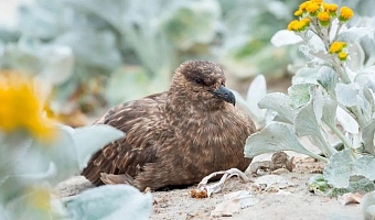 The disease had been found in a brown skua