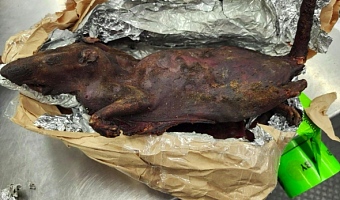 Bushmeat banned: US Customs warns travellers against bringing wild animal meat into America