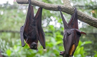 Malayan flying fox (Pteropus vampyrus). a South-East Asian species of megabat, primarily feeds on flowers, nectar and fruit
