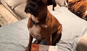 Orange County woman registered dog to vote 
