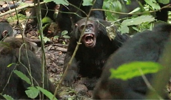 This shows adult male chimpanzees of one group attacking a male chimpanzee of another group in 2019