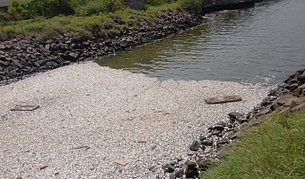 Tema fish deaths: Authorities investigate incident at Shipyard