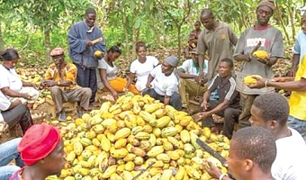 Farmers breaking cocoa pods to extract the beans for fermentation