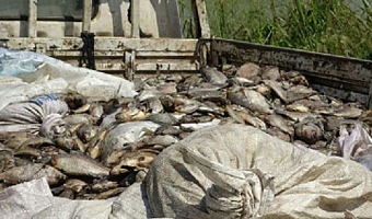 FDA issues public warning after dead fish found at Tema Shipyard