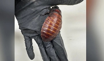 Madagascar hissing cockroaches are some of the biggest in the world