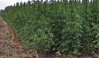 No middlemen in Ghana’s cannabis licence process, says NACOC