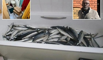 Ghanaian trader in UK convicted over bathtub fish processing scandal