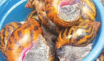 Snail meat benefits the bones and teeth