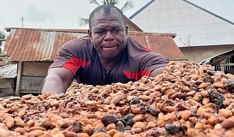 Cocoa beans, the main ingredient in chocolate, are first fermented after being harvested and then left to dry in the sun