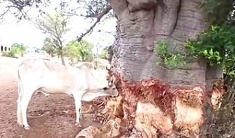 Livestock now feed on tree bark to survive