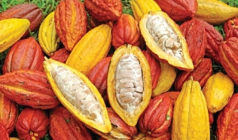 Ghana's fixed producer price protects farmers when world prices fall, but it stifles gains when they rise. 