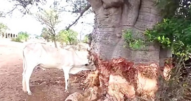 Livestock now feed on tree bark to survive