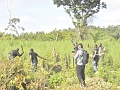 •Some police officers destroying marijuana plants in a forest at Peki-Dzake
