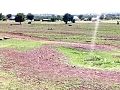 No seedlings planted at this site survived at Zanlerigu