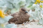 The disease had been found in a brown skua