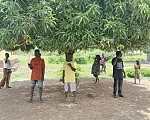 Residents have to gather under the mango tree for mobile network signal