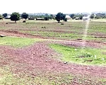 No seedlings planted at this site survived at Zanlerigu