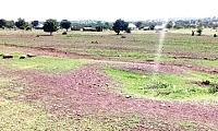 No seedlings planted at this site survived at Zanlerigu