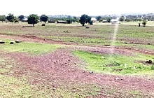 No seedlings planted at this site survived at Zanlerigu