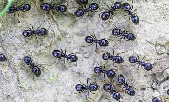 Restaurant owner faces jail for using ants as dessert garnish