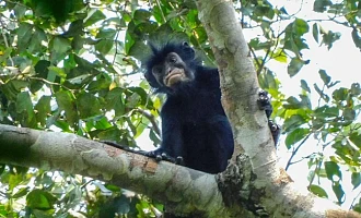 The monkey, known locally as 'Likweli', has distinctive pinkish-orange lips