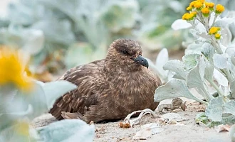 The disease had been found in a brown skua